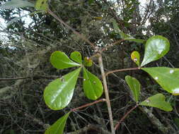 Cussonia thyrsiflora Thunb. resmi