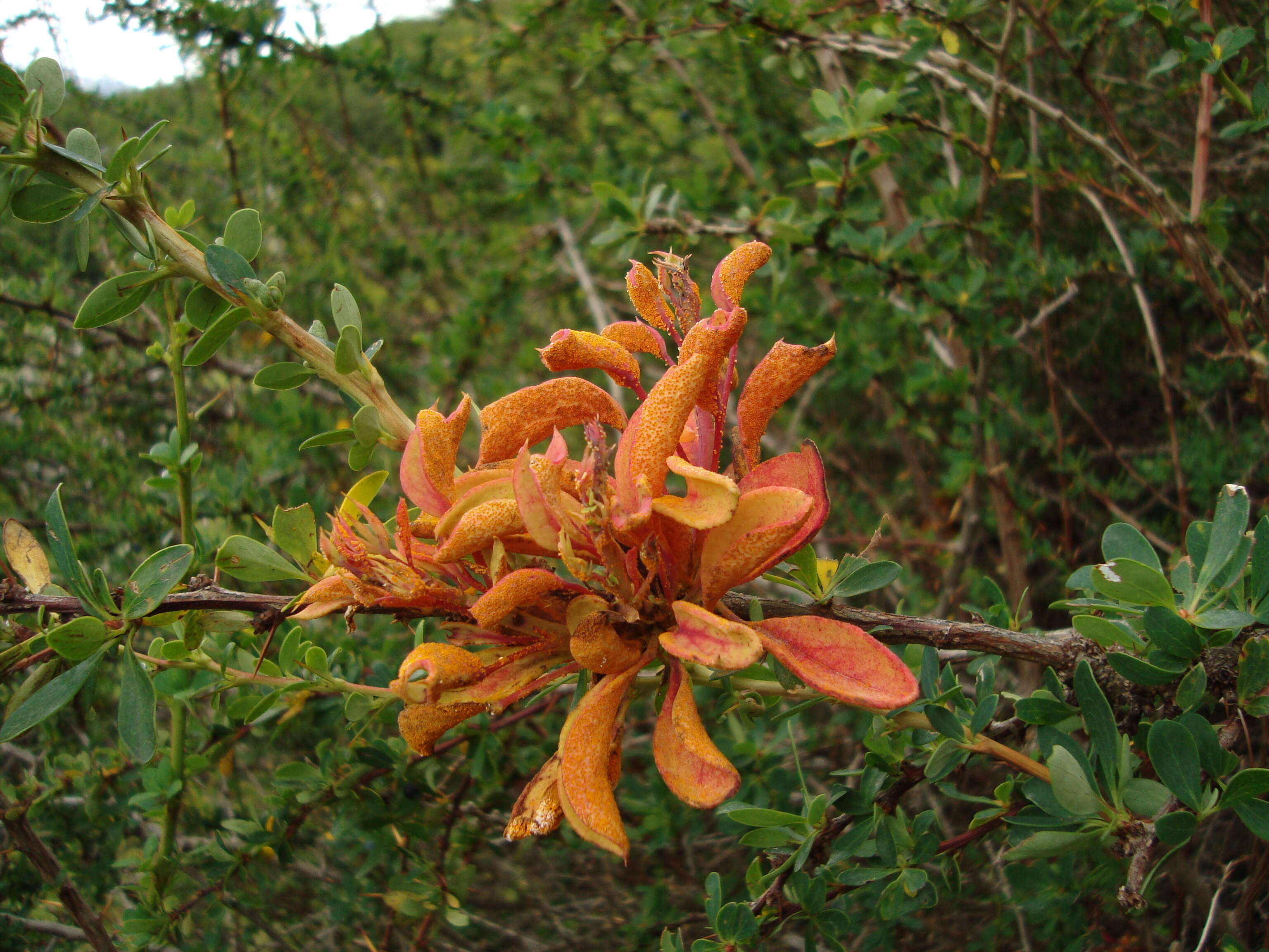 Image of Puccinia magellanica (Berk.) E. K. Cash 1972