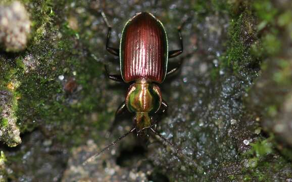 Image of six-point ground beetle