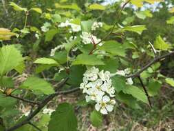 Слика од Crataegus chrysocarpa Ashe