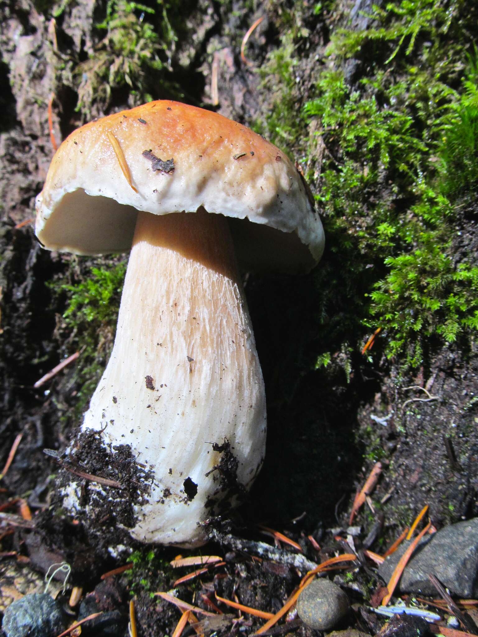 Image of Cep