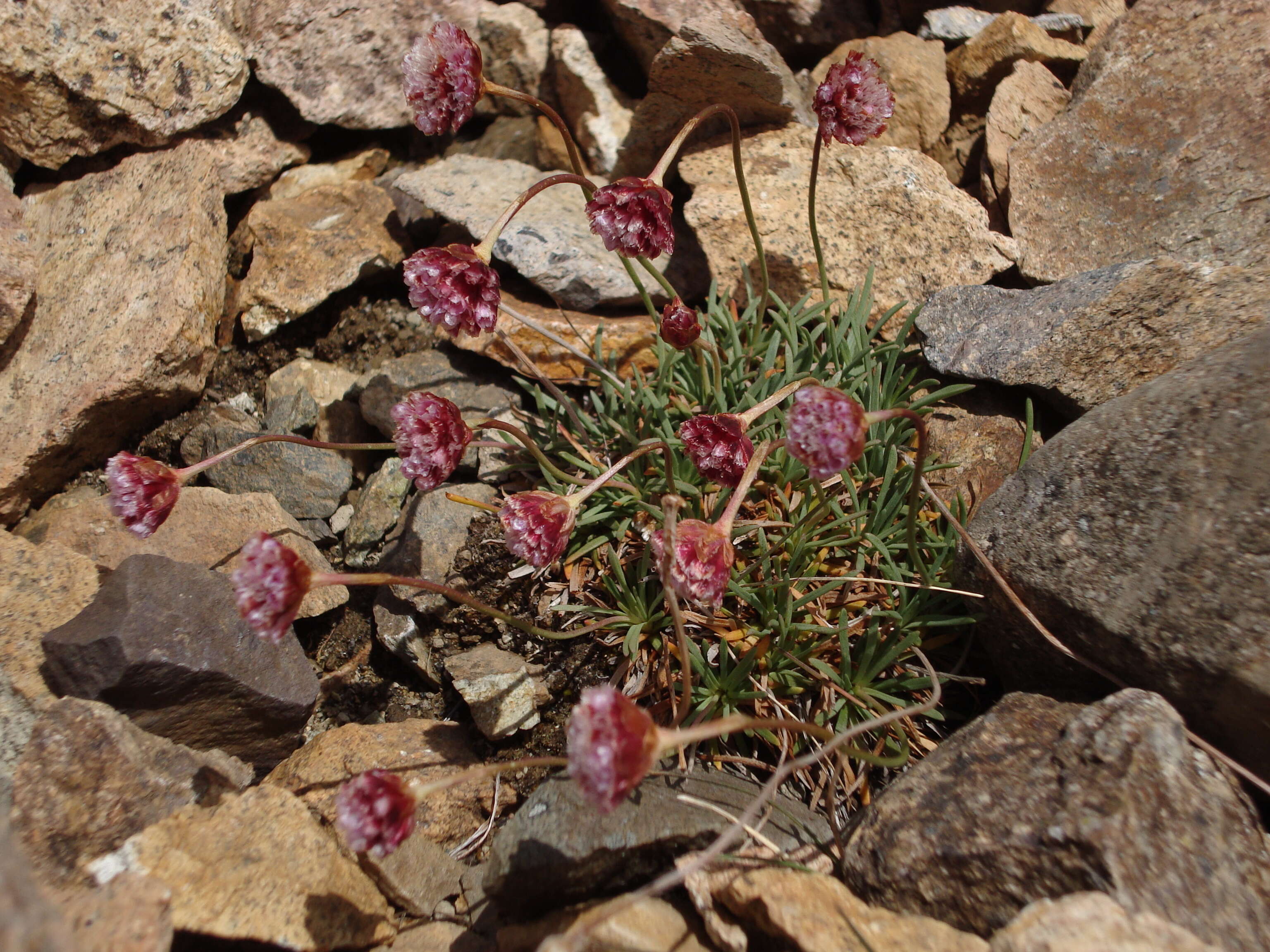 Image of thrift seapink