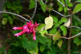 Image of Salvia wagneriana Pol.