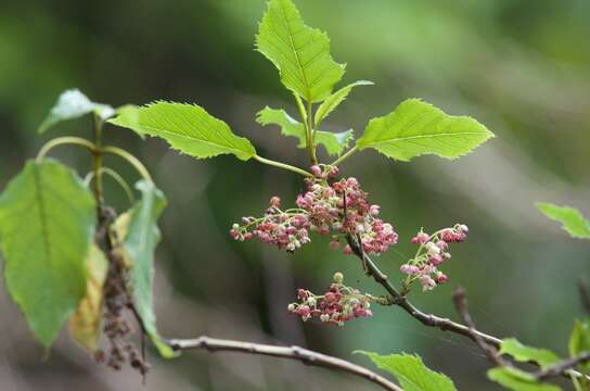 Image of wineberry