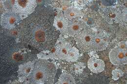 Image of bullseye lichen