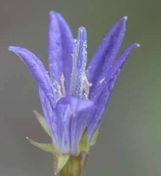 Image de Campanula wilkinsiana Greene