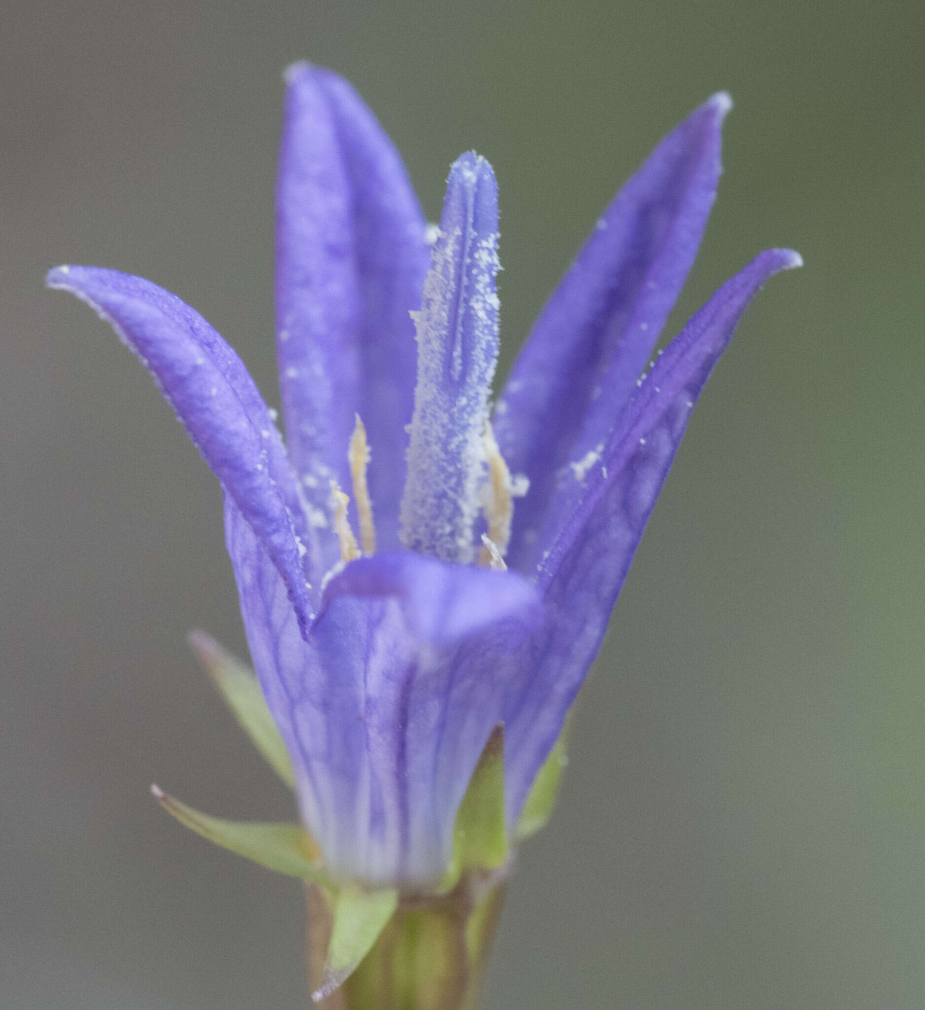 Image de Campanula wilkinsiana Greene