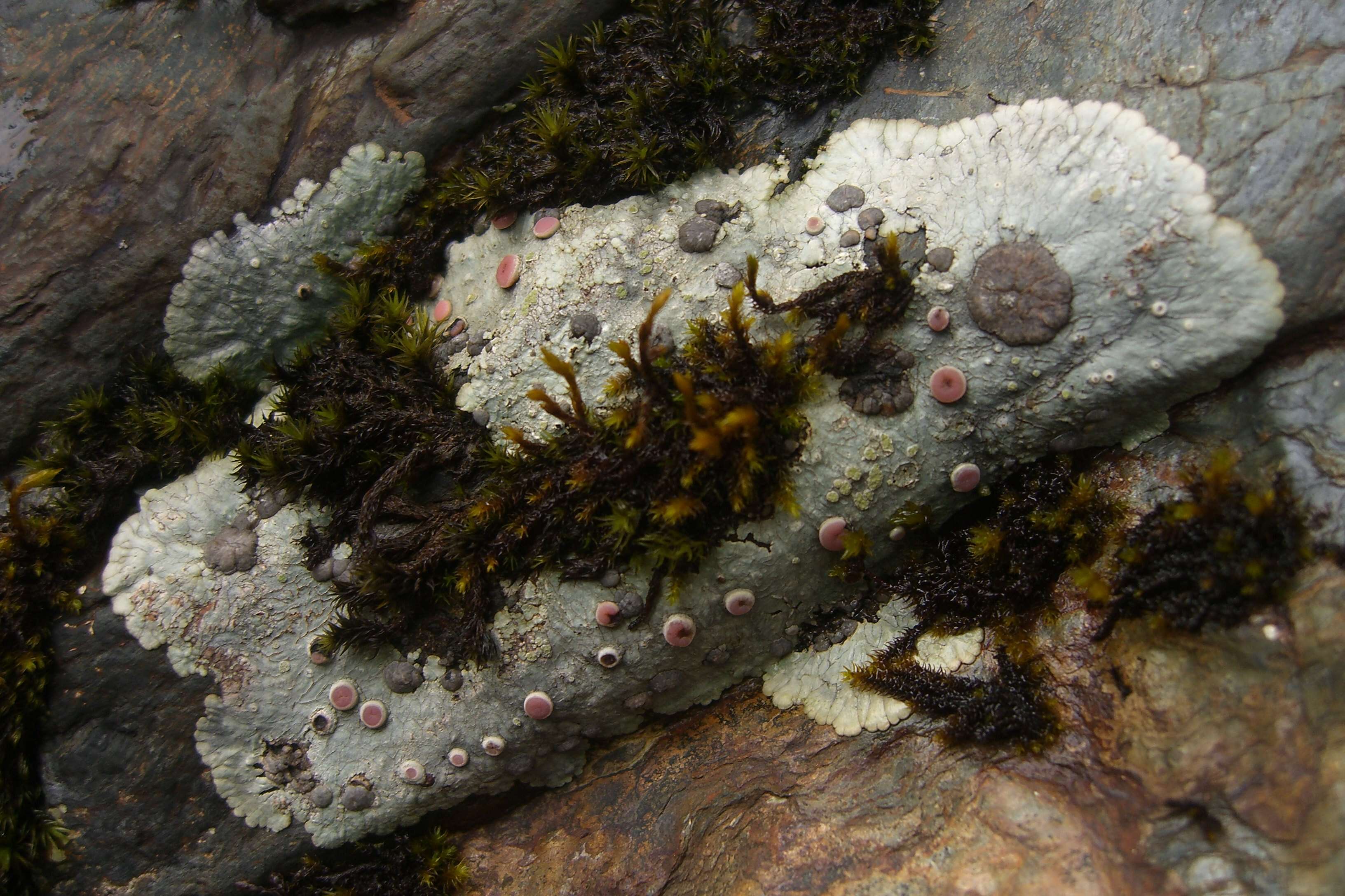 Image of bullseye lichen