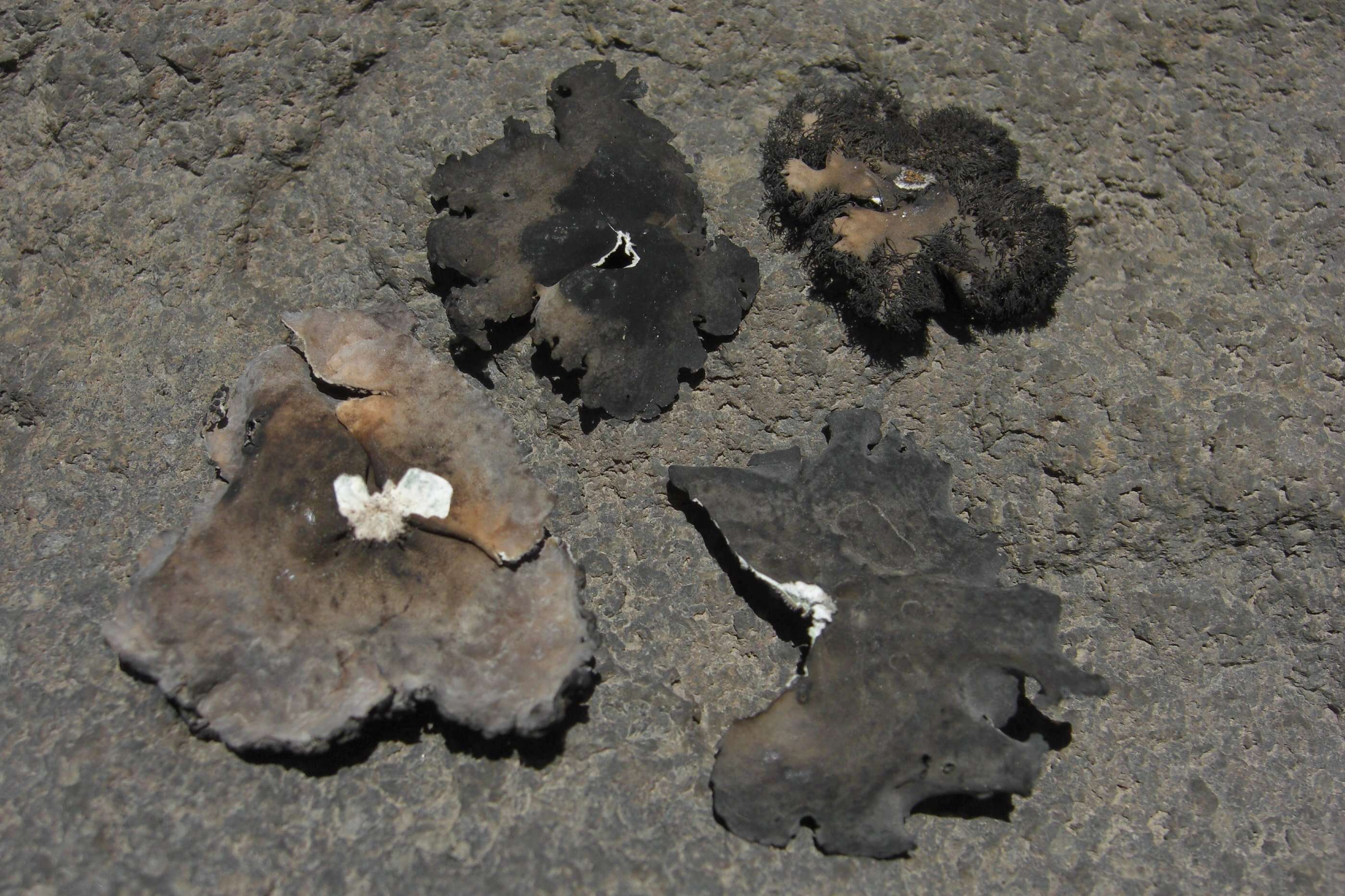 Image of navel lichen