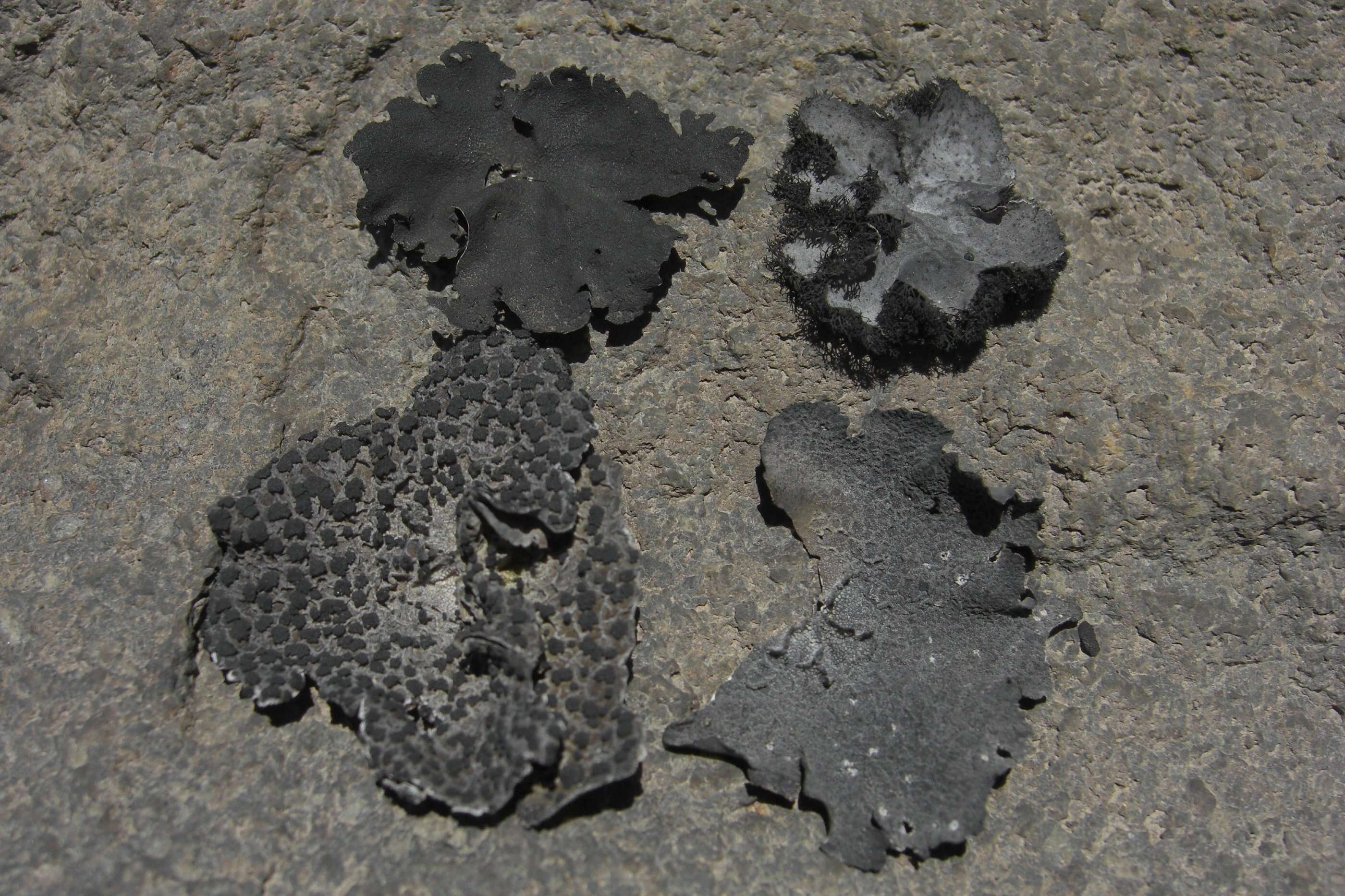 Image of navel lichen