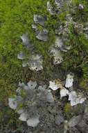 Image of felt lichen