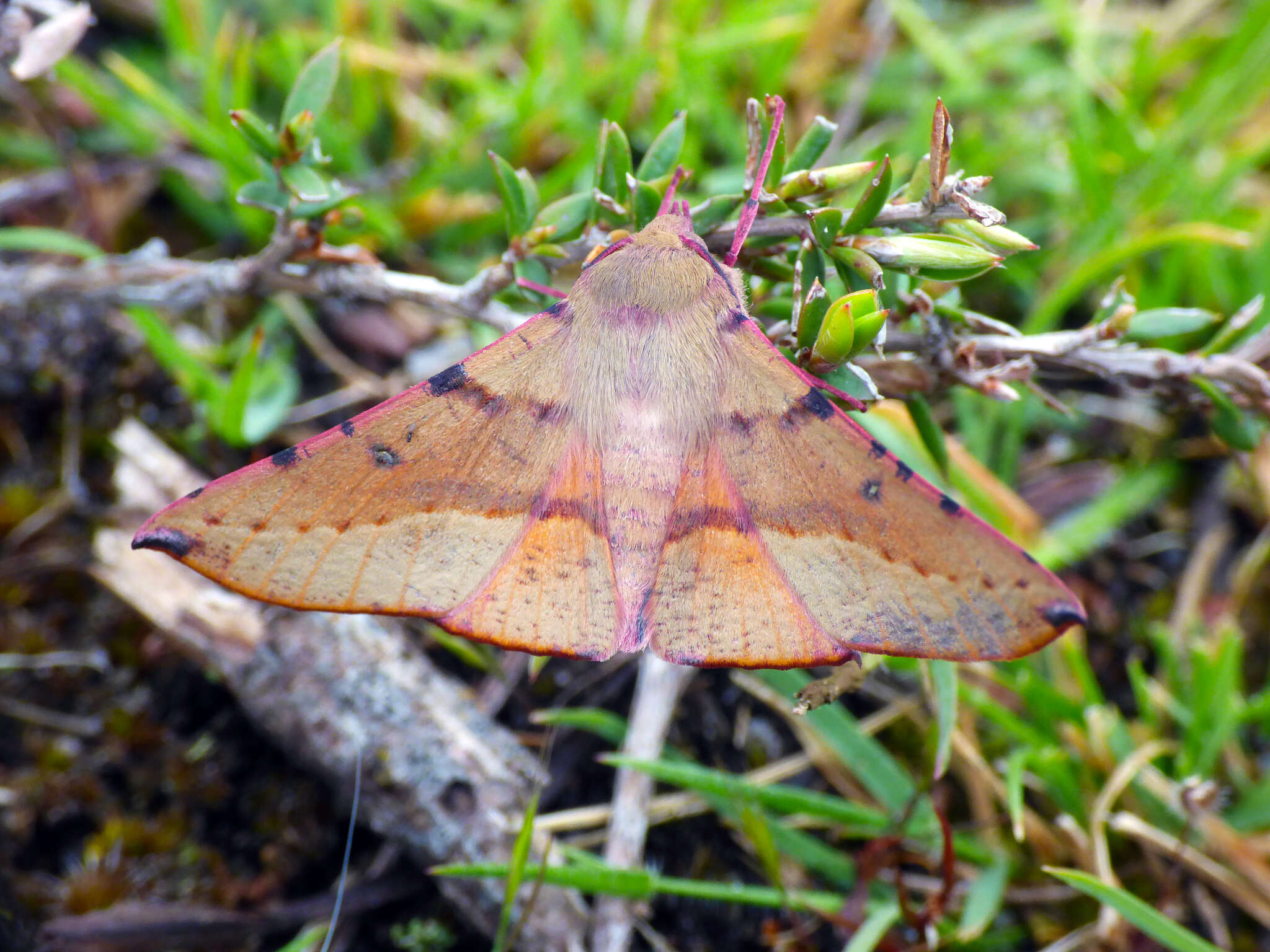 Image of Oenochroma vinaria Guenée 1858