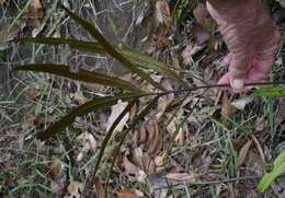 Image of Taenitis pinnata (J. Sm.) Holtt.