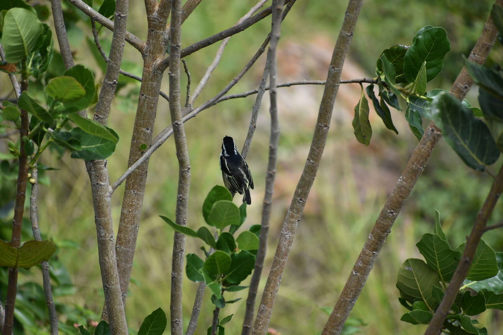 Image of Yellow-rumped Tinkerbird