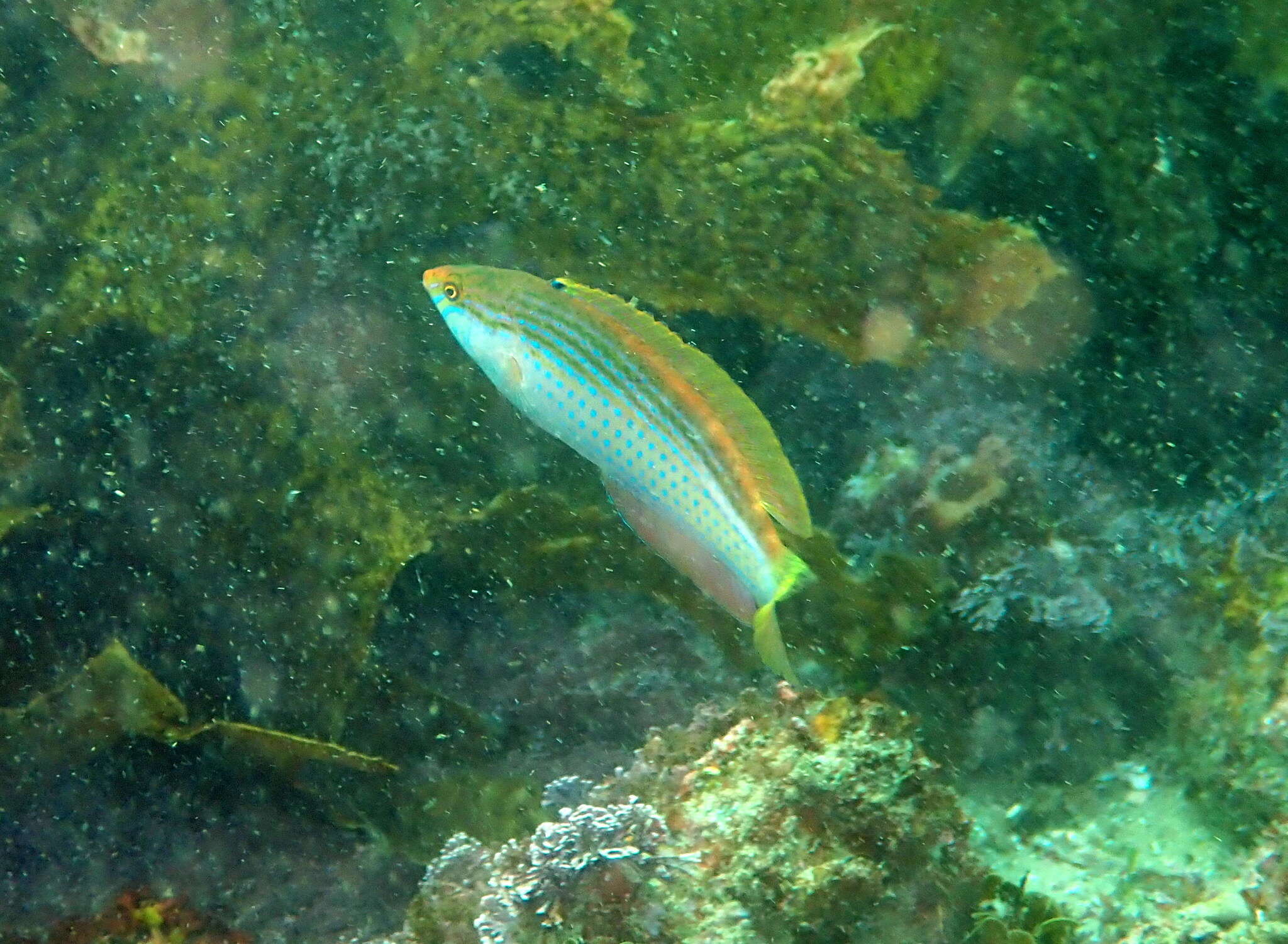 Image of Rainbow Slender Wrasse