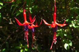 Fuchsia magellanica Lam. resmi