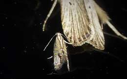 Image of Glyphipterix triselena