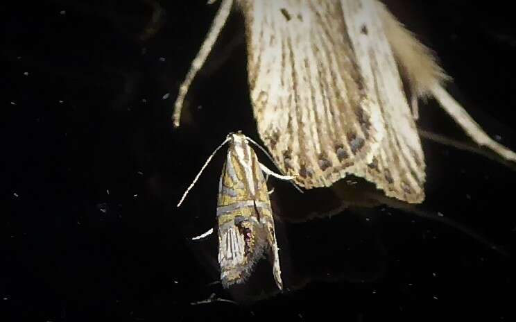 Image de Glyphipterix triselena