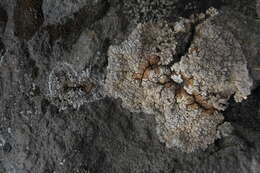 Image of bullseye lichen