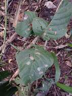 Coccoloba caracasana Meisn. resmi