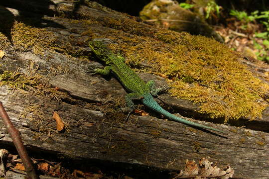 Image of Thin Tree Iguana