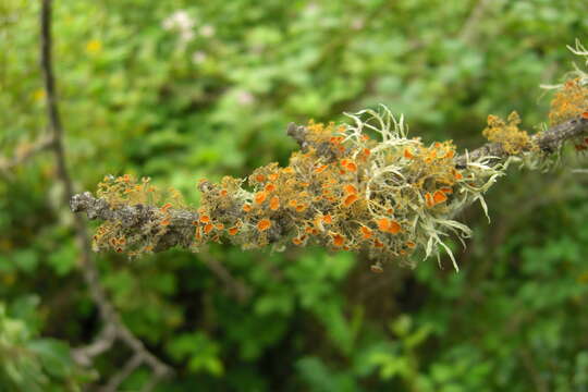 Image of teloschistes lichen