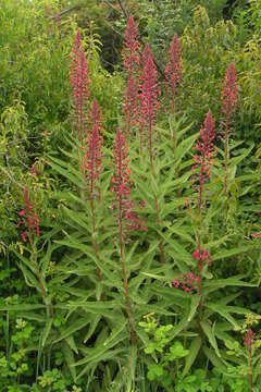 Image of Devil's Tobacco