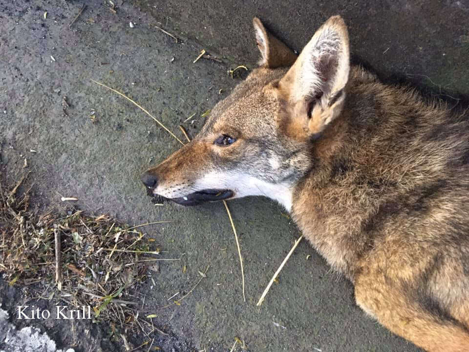 Imagem de Canis latrans dickeyi Nelson 1932