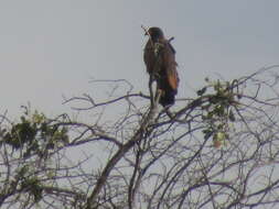 Image of Rufous Crab Hawk