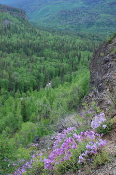 Image of Bush Penstemon