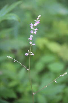 Image of Hylodesmum podocarpum (DC.) H. Ohashi & R. R. Mill