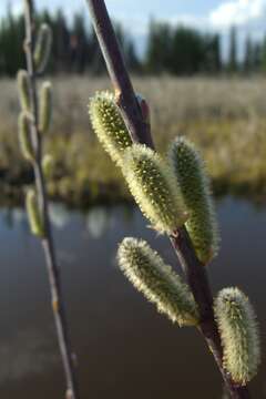 Salix lasiolepis Benth. resmi