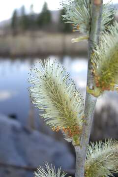 Salix lasiolepis Benth. resmi