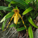 Слика од Paphiopedilum glanduliferum (Blume) Stein