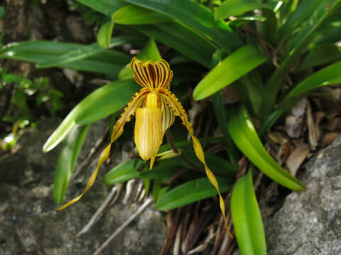 Image de Paphiopedilum glanduliferum (Blume) Stein