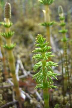 Image of Wood Horsetail