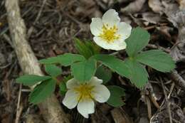 Image of woodland strawberry