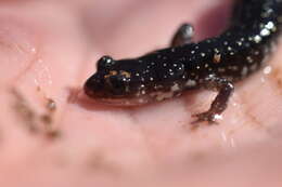 Image of Plethodon kiamichi Highton ex Highton, Maha & Maxson 1989