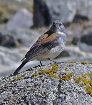 Image of Red-backed Sierra Finch