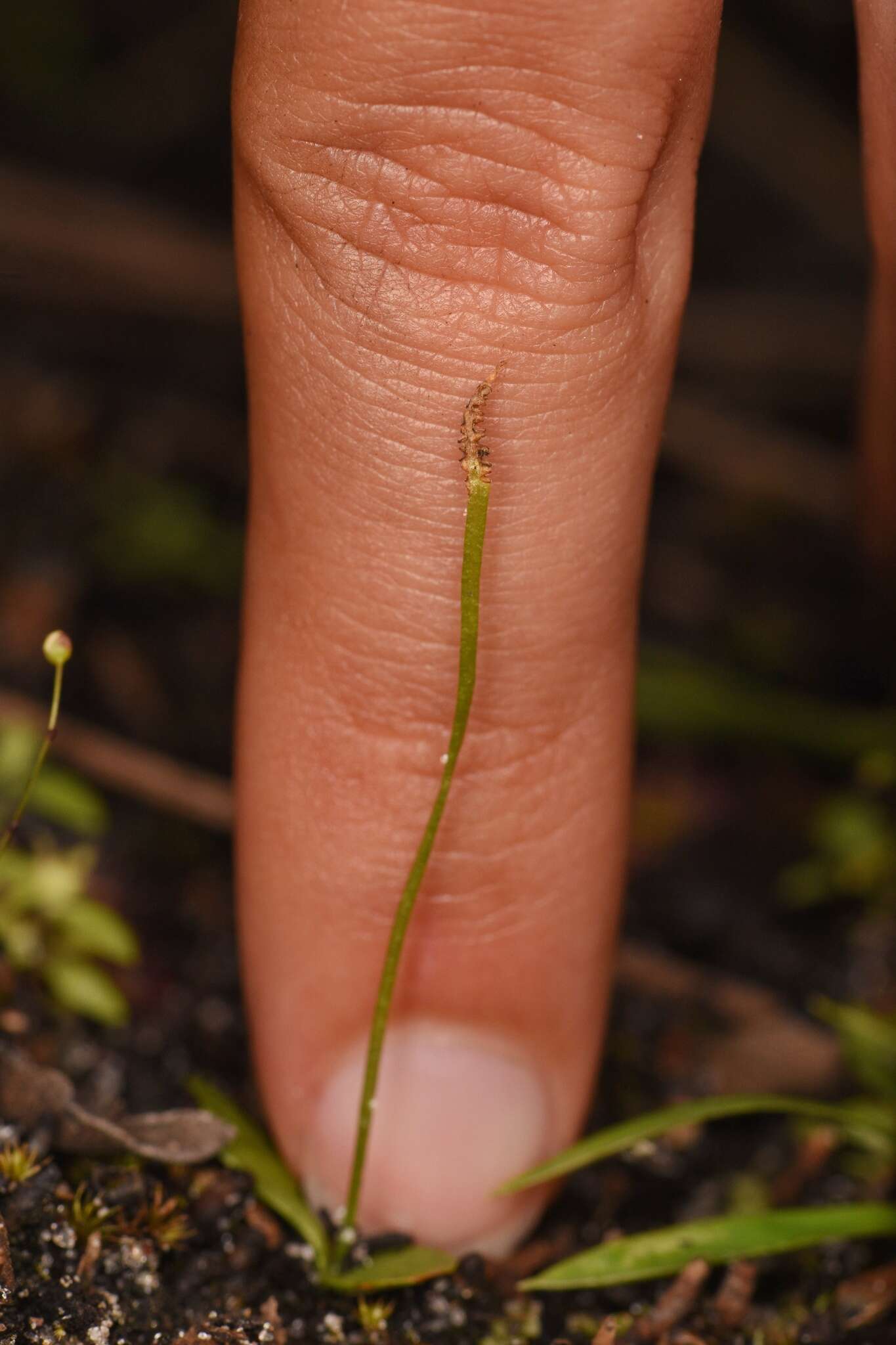 Plancia ëd Ophioglossum nudicaule L. fil.