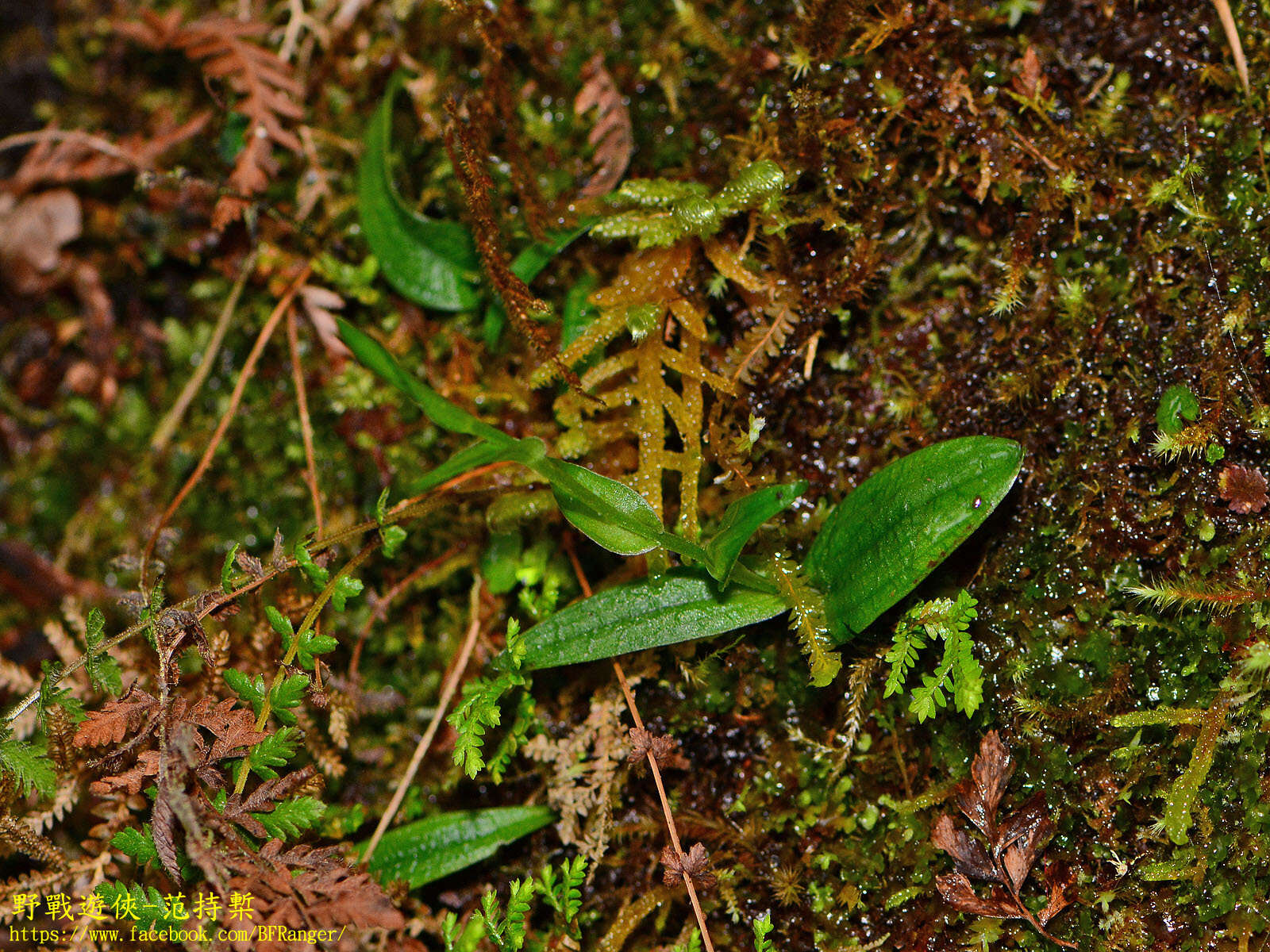 Image of Platanthera formosana (T. P. Lin & K. Inoue) Efimov