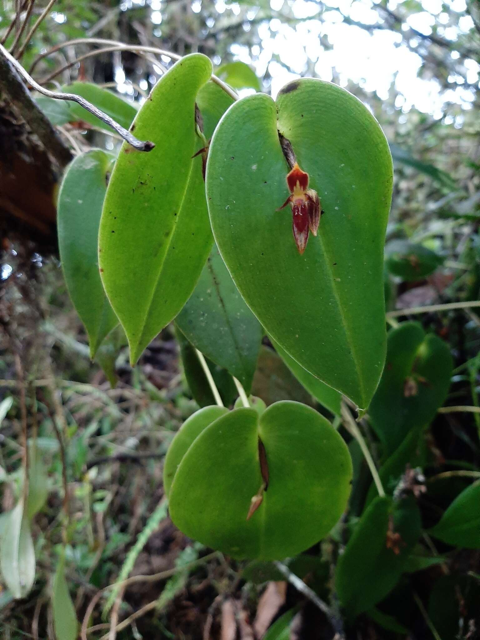 Image of Pleurothallis coriacardia Rchb. fil.