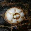 Image of turtle barnacle