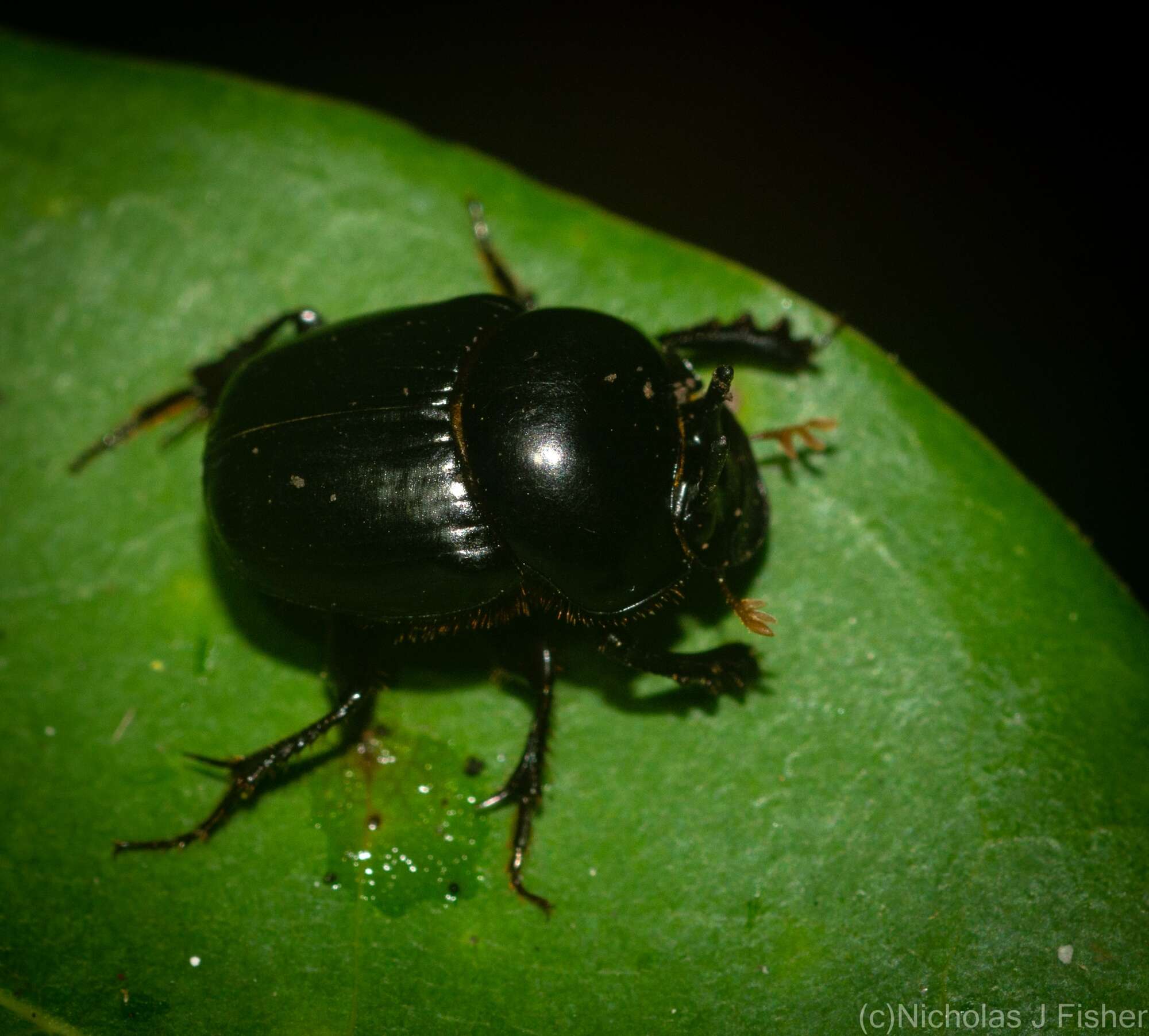 Image of Onthophagus neostenocerus Goidanich 1926