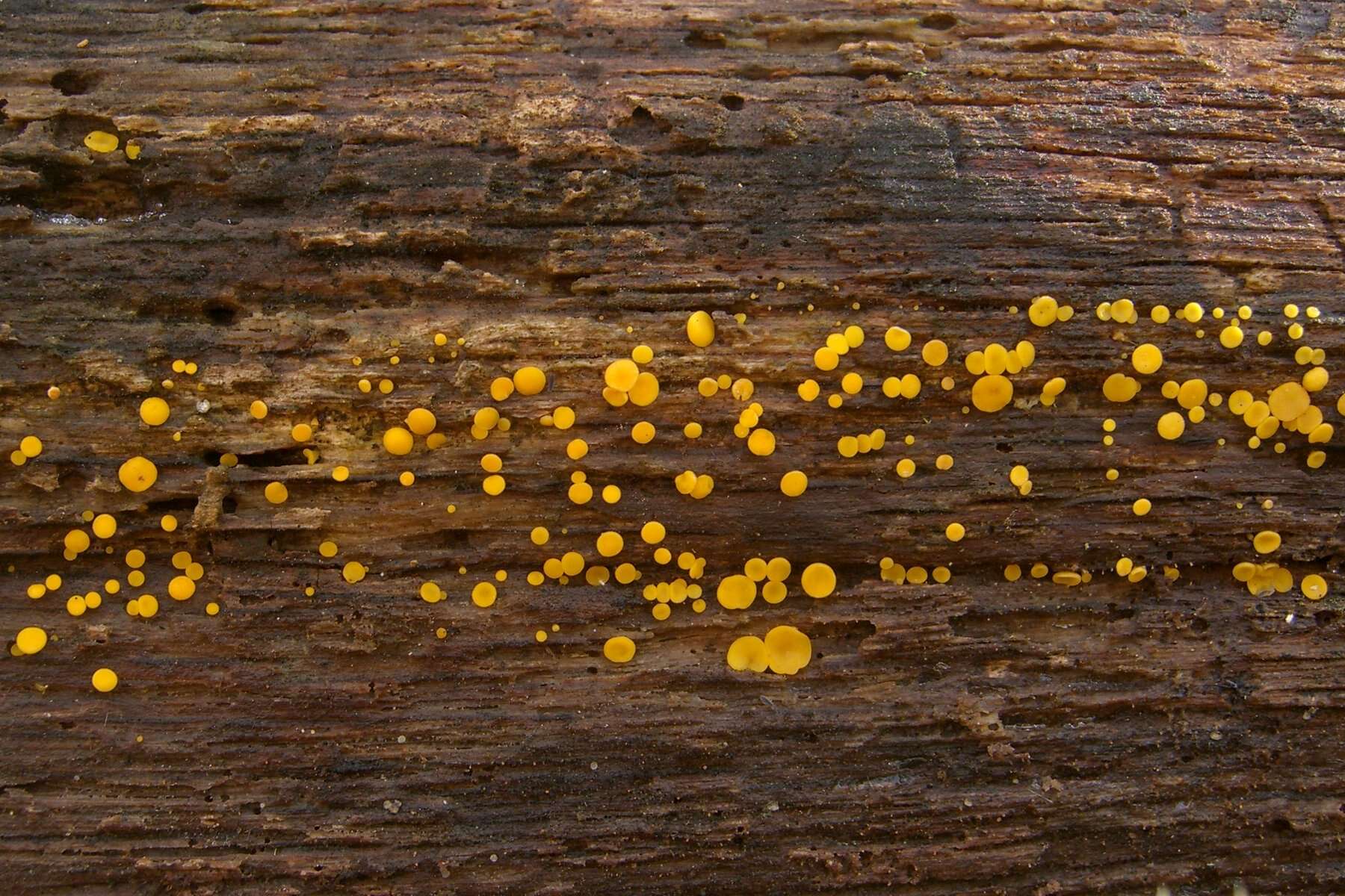 Image of Yellow fairy cup