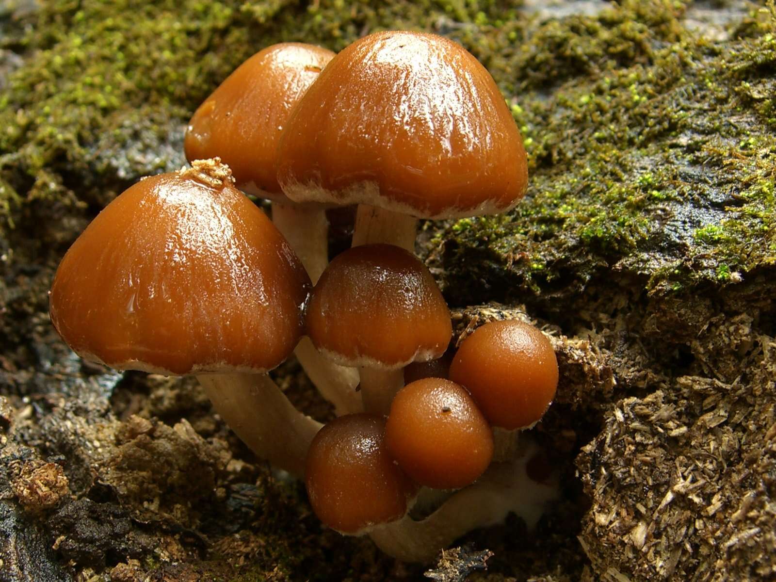 Image of Psathyrella piluliformis (Bull.) P. D. Orton 1969