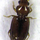 صورة Pericompsus (Upocompsus) australis (Schaum 1863)