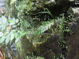 Image of Asplenium prolongatum Hook.
