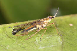 Image of Dictyopharoides tenuirostris Fowler 1900