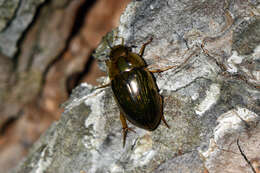 Image of Tropisternus (Strepitornus) collaris mexicanus Laporte de Castelnau 1840